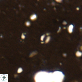 Lanternithus sirteensis VR 00571