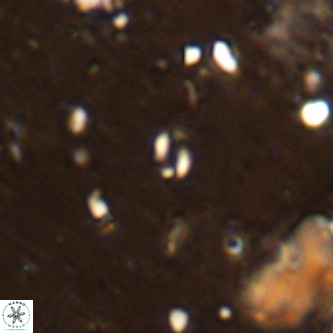 Lanternithus sirteensis VR 00572