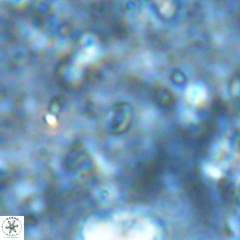 Lanternithus sirteensis VR 00575