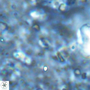 Lanternithus sirteensis VR 00577