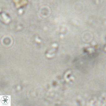 Lanternithus sirteensis VR 00583