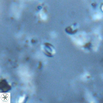 Lanternithus sirteensis VR 00589