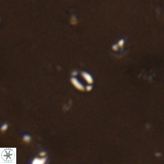 Lanternithus sirteensis VR 00590