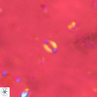 Lanternithus sirteensis VR 00591