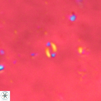 Lanternithus sirteensis VR 00592