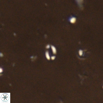 Lanternithus sirteensis VR 00593