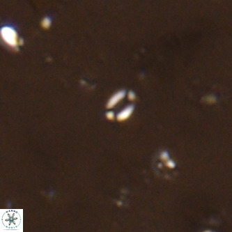 Lanternithus sirteensis VR 00595