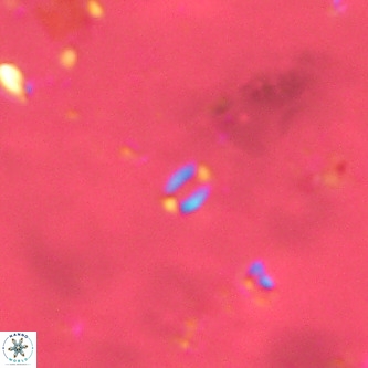 Lanternithus sirteensis VR 00596