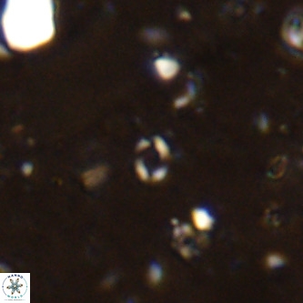 Lanternithus sirteensis VR 00515