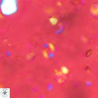 Lanternithus sirteensis VR 00516