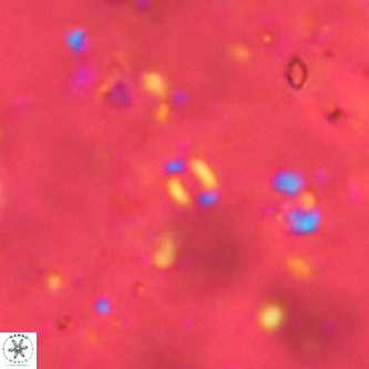 Lanternithus sirteensis VR 00517