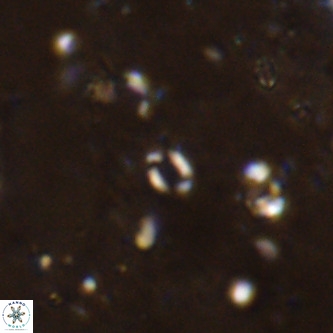 Lanternithus sirteensis VR 00518