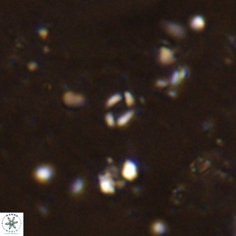 Lanternithus sirteensis VR 00520