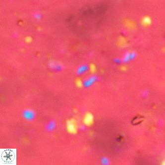 Lanternithus sirteensis VR 00521
