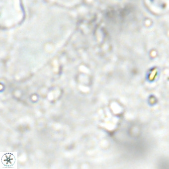Lanternithus sirteensis VR 00523