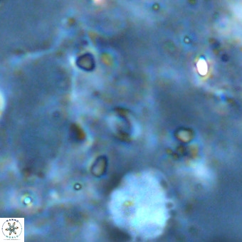 Lanternithus sirteensis VR 00526