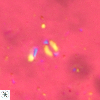 Lanternithus sirteensis VR 00528
