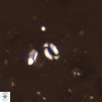 Lanternithus sirteensis VR 00529