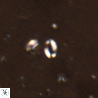 Lanternithus sirteensis VR 00530
