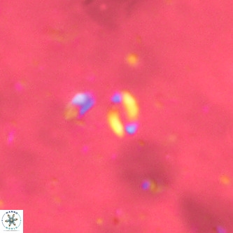 Lanternithus sirteensis VR 00531