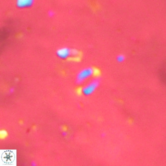 Lanternithus sirteensis VR 00532