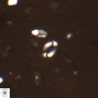 Lanternithus sirteensis VR 00534
