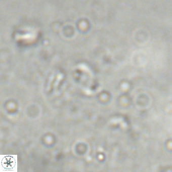 Lanternithus sirteensis VR 00537