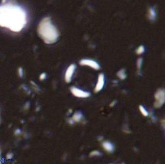 Leptolamprocyclus eurystomus 42897