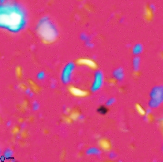 Leptolamprocyclus eurystomus 42898
