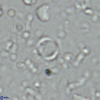 Leptolamprocyclus eurystomus 42904
