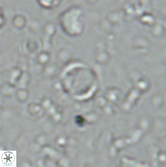 Leptolamprocyclus eurystomus 42904