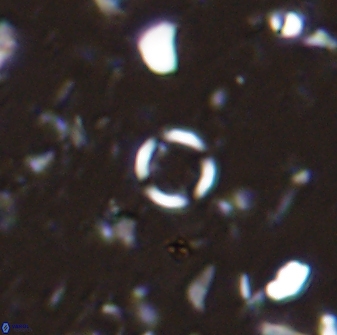 Leptolamprocyclus eurystomus 42905