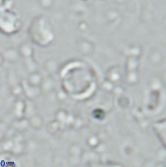 Leptolamprocyclus eurystomus 42900