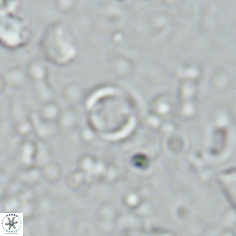 Leptolamprocyclus eurystomus 42900