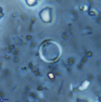 Leptolamprocyclus eurystomus 42902