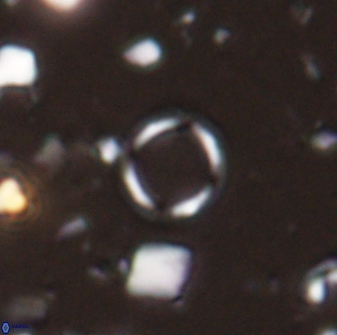 Leptolamprocyclus eurystomus 43614