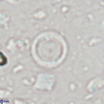 Leptolamprocyclus eurystomus 43616