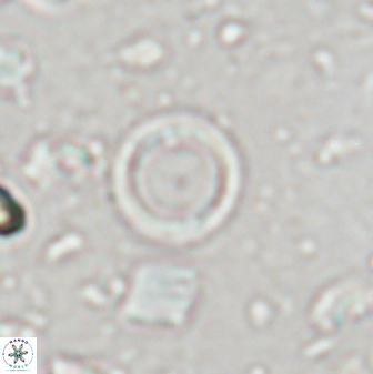 Leptolamprocyclus eurystomus 43616