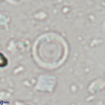 Leptolamprocyclus eurystomus 43618