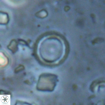 Leptolamprocyclus eurystomus 43619