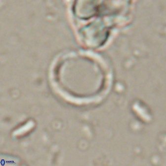 Leptolamprocyclus eurystomus 53834