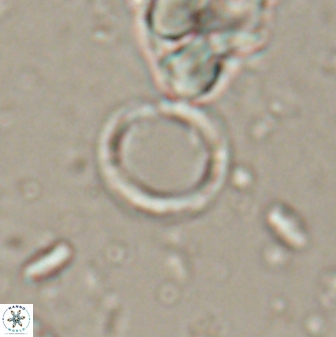 Leptolamprocyclus eurystomus 53834