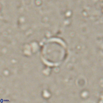 Leptolamprocyclus eurystomus 53830