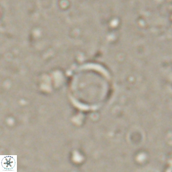 Leptolamprocyclus eurystomus 53830