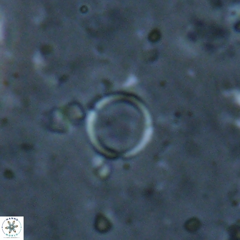 Leptolamprocyclus eurystomus 53831