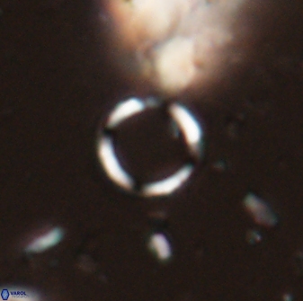 Leptolamprocyclus eurystomus 53832
