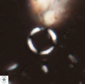 Leptolamprocyclus eurystomus 53832