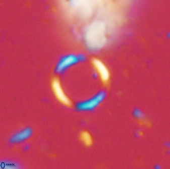 Leptolamprocyclus eurystomus 53833