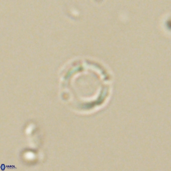 Leptolamprocyclus eurystomus 68862