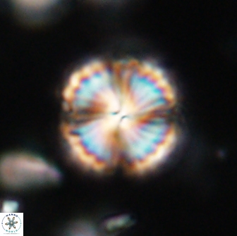 Lithoptychius billii 64140